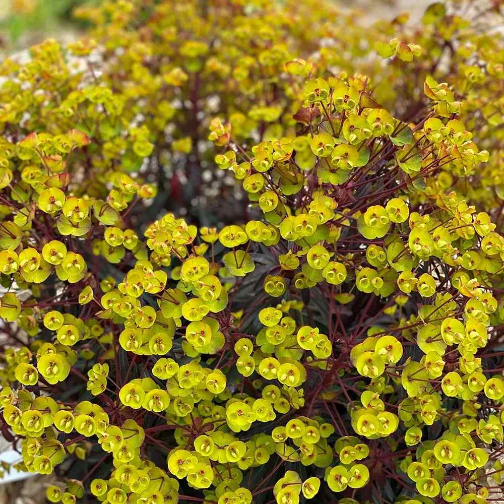Euphorbia Miners Merlot, planta perena decorativa rosu-bordeaux rezistenta frig