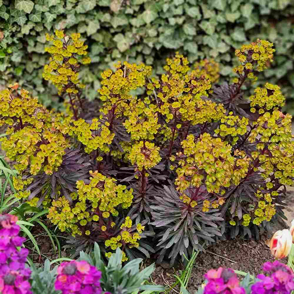 Euphorbia Miners Merlot, planta perena decorativa rosu-bordeaux rezistenta frig