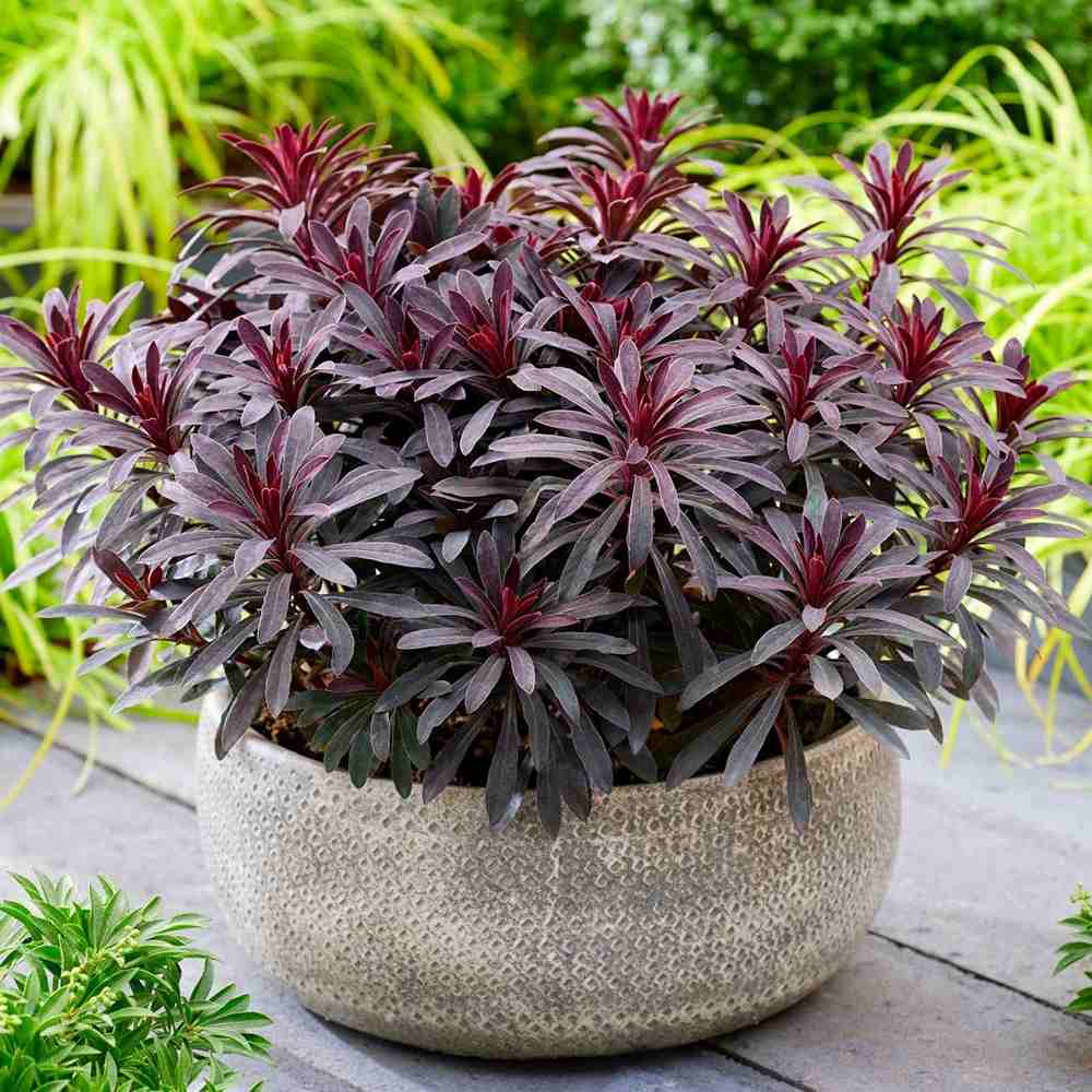 Euphorbia Miners Merlot, planta perena decorativa rosu-bordeaux rezistenta frig