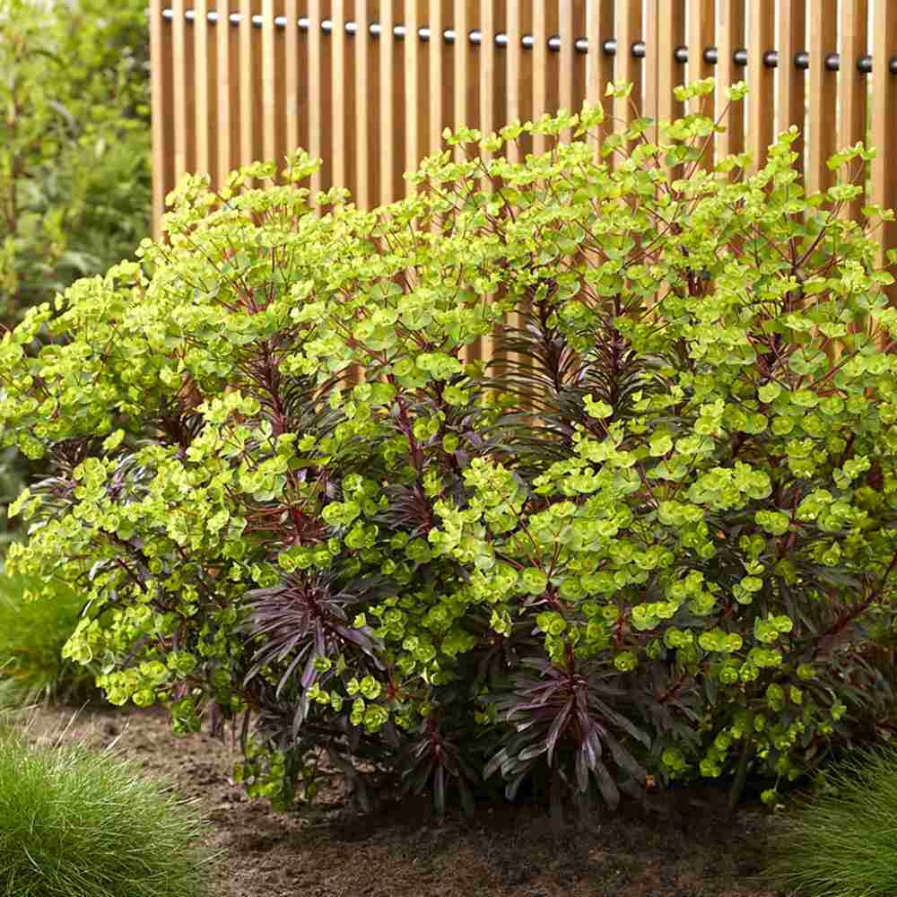 Euphorbia Miners Merlot, planta perena decorativa rosu-bordeaux rezistenta frig