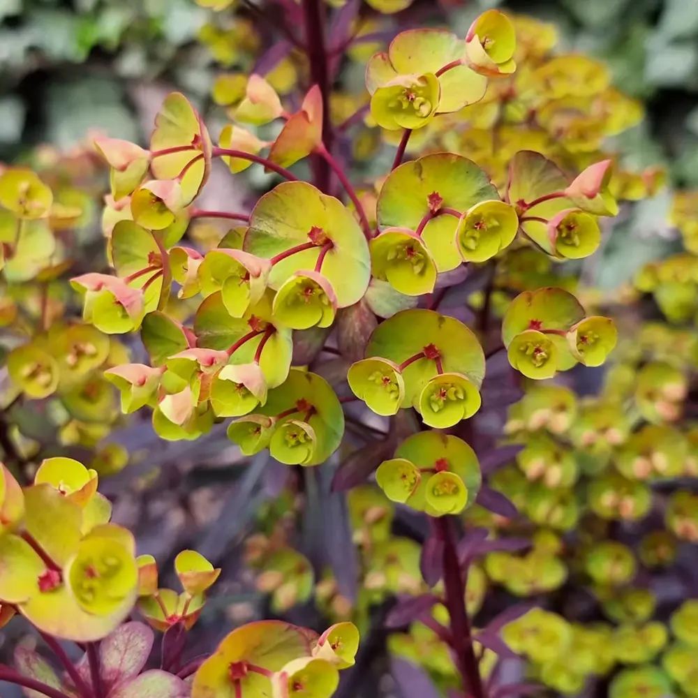 Euphorbia Miners Merlot, planta perena decorativa rosu-bordeaux rezistenta frig