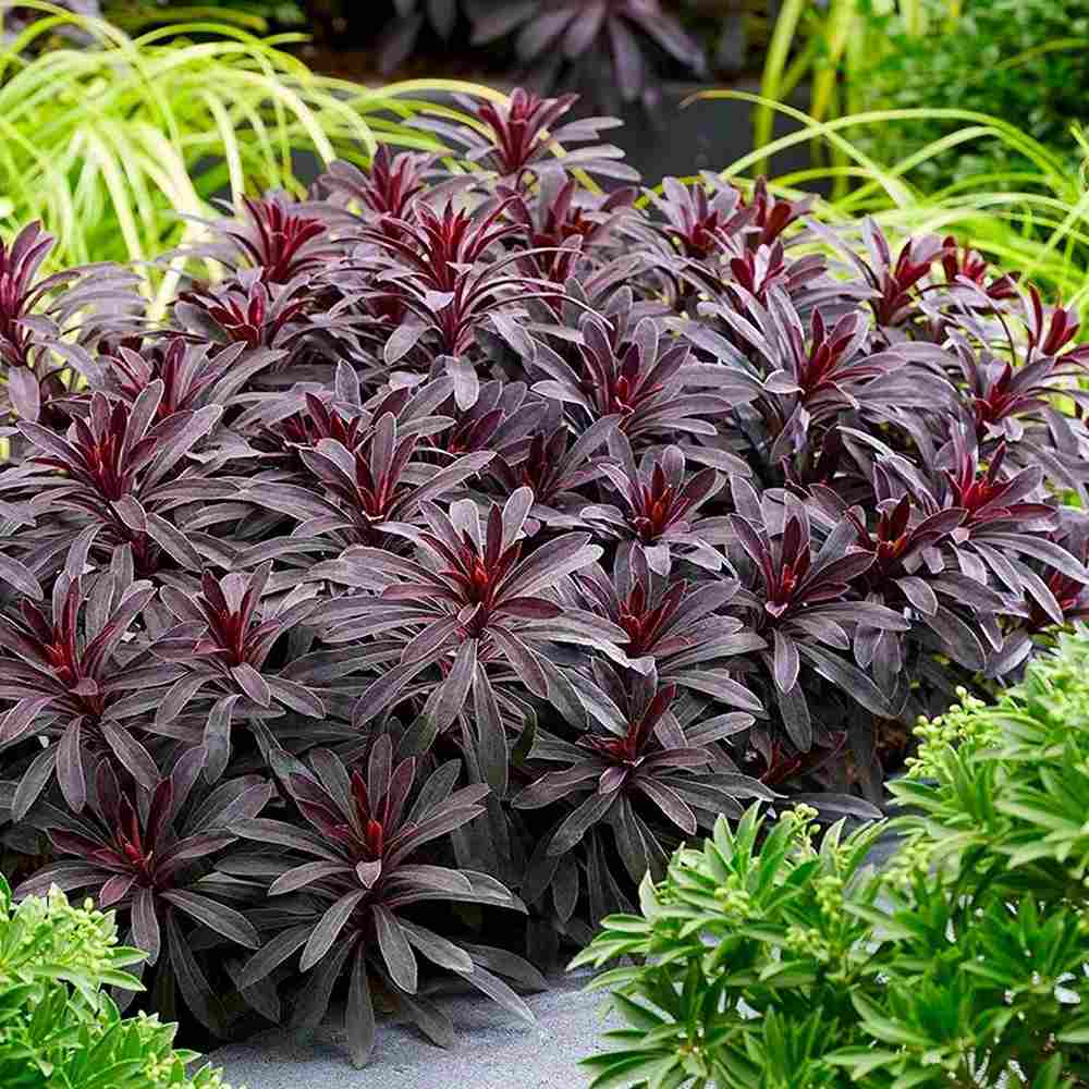 Euphorbia Miners Merlot, planta perena decorativa rosu-bordeaux rezistenta frig
