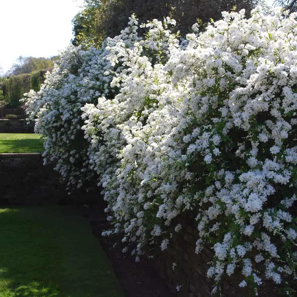 Arbustul Miresei (Exochorda macrantha) Magical Springtime, arbust ornamental de primavara, flori albe abundente aprilie mai, tufa de 2 metri, rezistent la ger, ideal pentru gradini romantice
