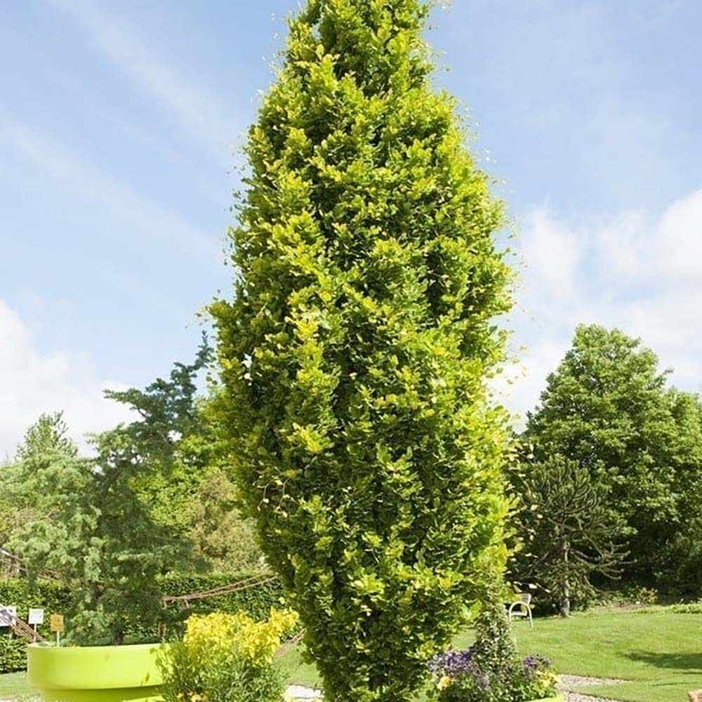 Fag Auriu (Fagus Sylvatica) Dawyck Gold