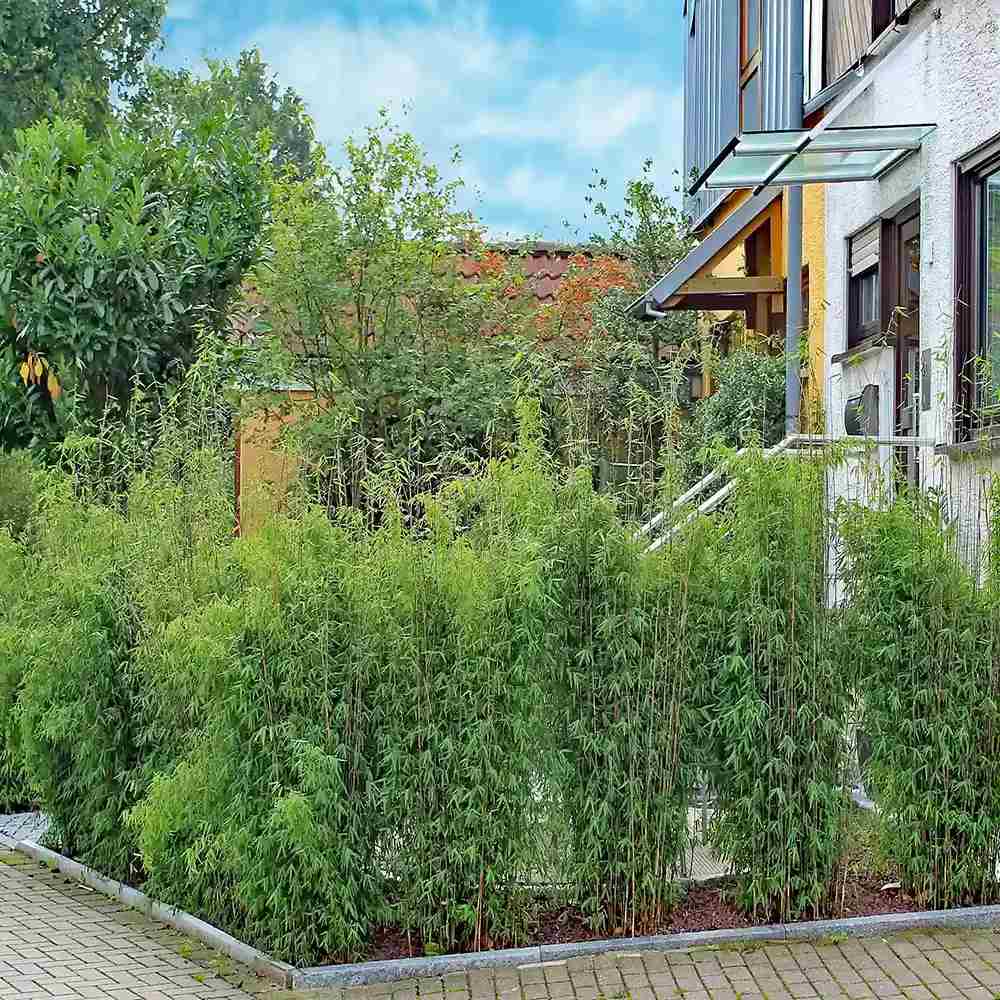 Bambus de gradina (Fargesia Rufa) Jiuzhaigoul, neinvaziv, rezistent la frig, gard viu vesnic verde, simbol de protectie si integritate