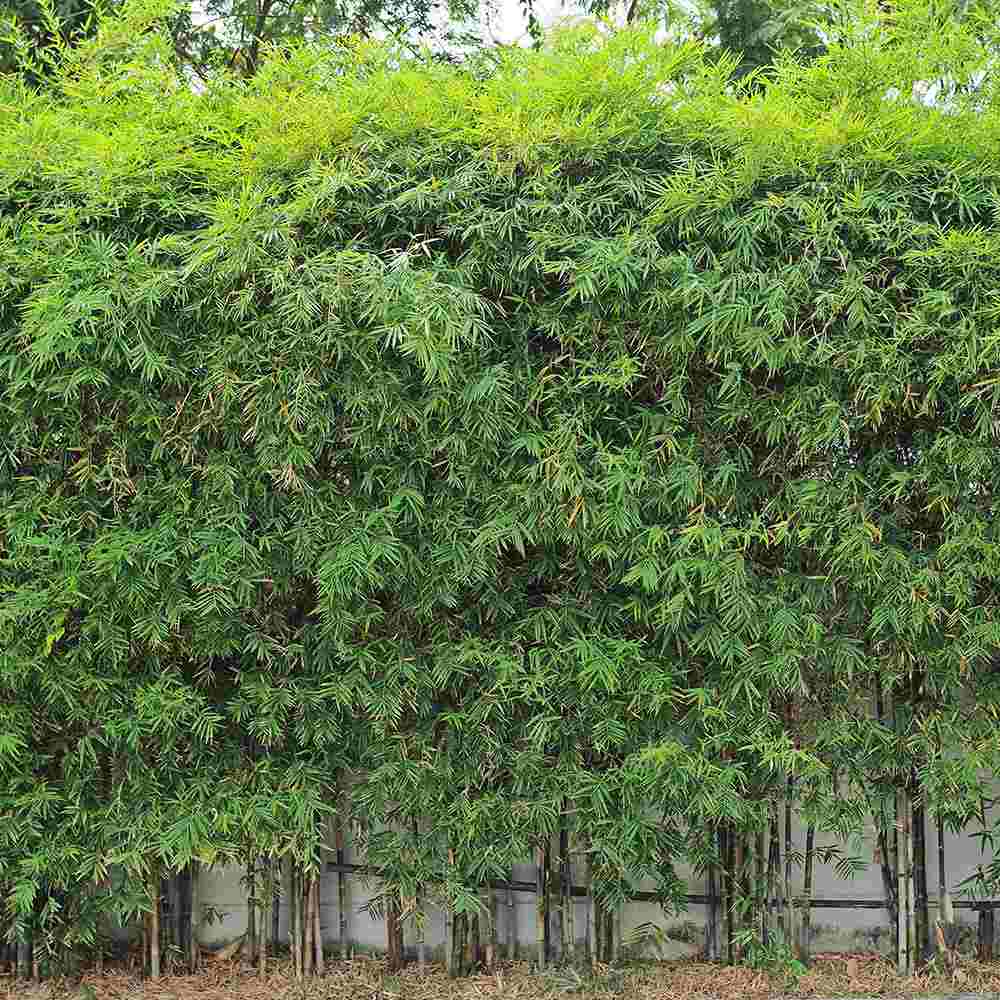 Bambus de gradina (Fargesia Rufa) Jiuzhaigoul, neinvaziv, rezistent la frig, gard viu vesnic verde, simbol de protectie si integritate