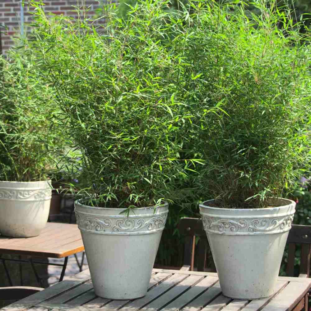 Bambus de gradina (Fargesia Rufa) Jiuzhaigoul, neinvaziv, rezistent la frig, gard viu vesnic verde, simbol de protectie si integritate