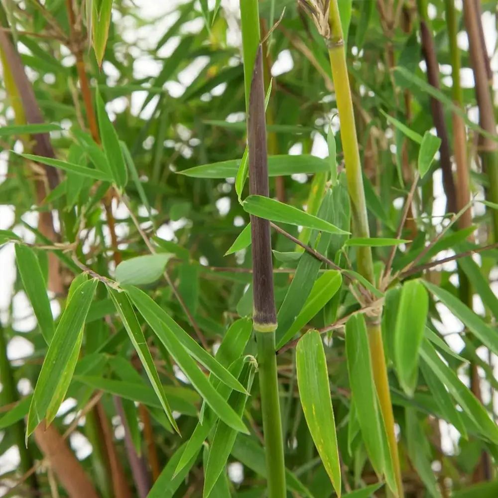 Bambus de gradina (Fargesia Rufa) Jiuzhaigoul, neinvaziv, rezistent la frig, gard viu vesnic verde, simbol de protectie si integritate