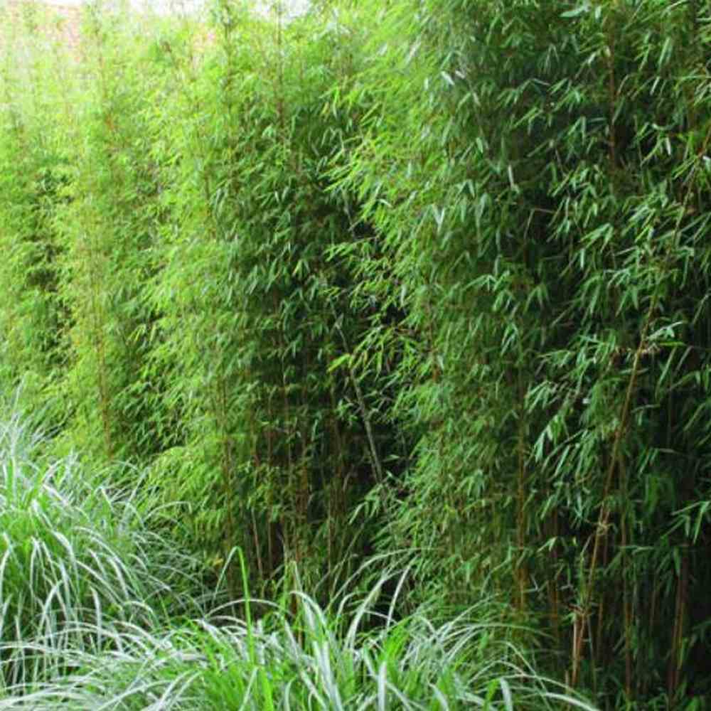 Bambus de gradina (Fargesia Rufa) Jiuzhaigoul, neinvaziv, rezistent la frig, gard viu vesnic verde, simbol de protectie si integritate