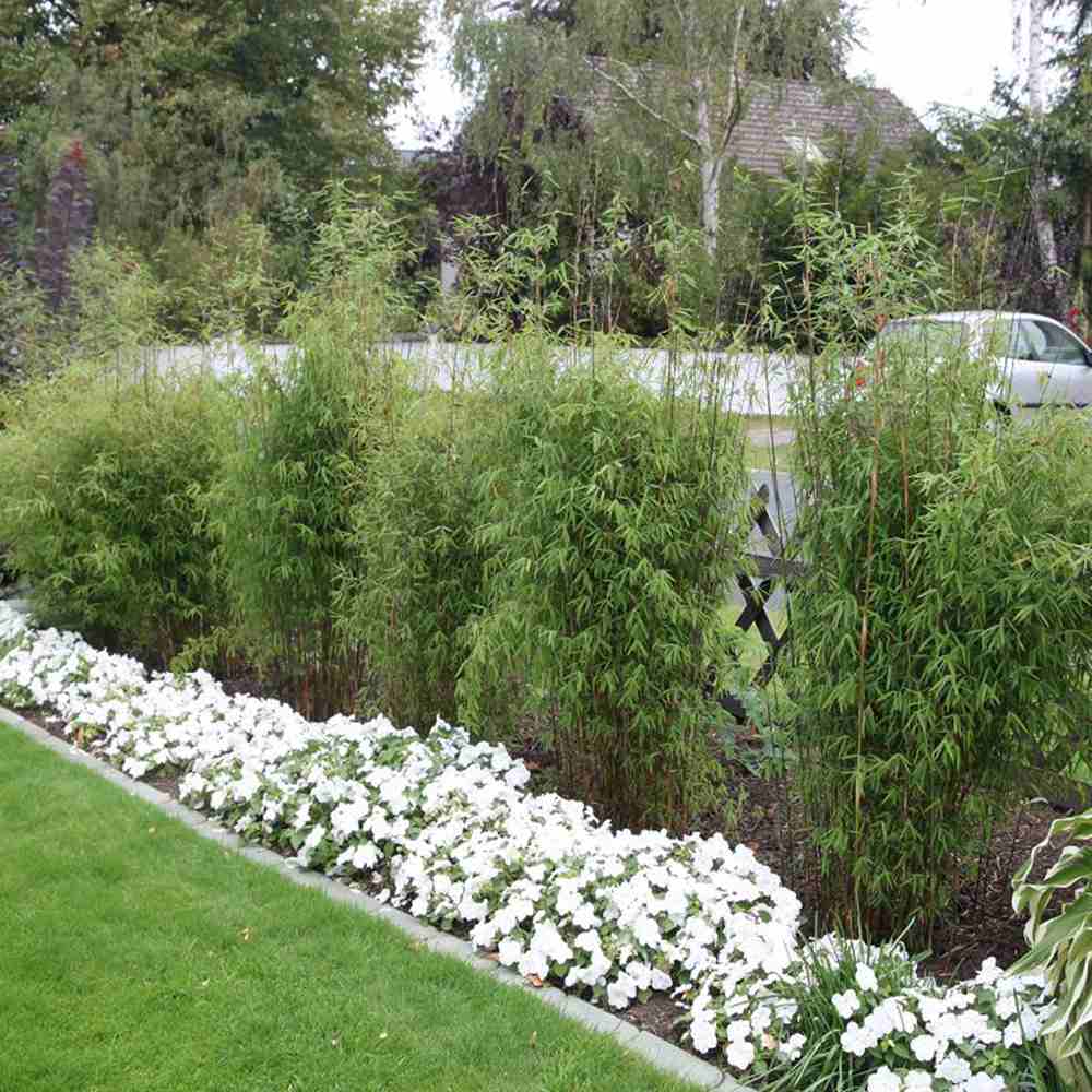 Bambus de gradina (Fargesia Rufa) Jiuzhaigoul, neinvaziv, rezistent la frig, gard viu vesnic verde, simbol de protectie si integritate