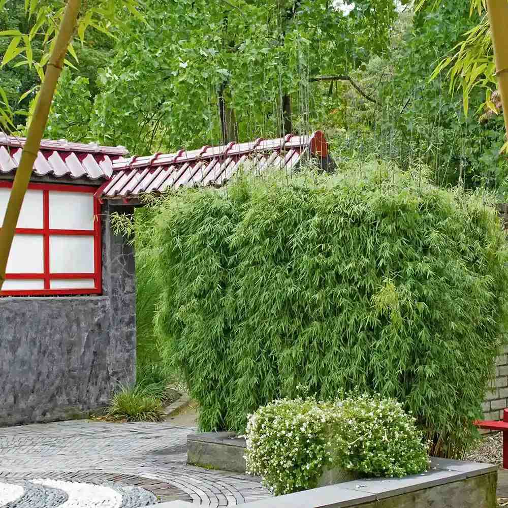 Bambus de gradina (Fargesia Rufa) Jiuzhaigoul, neinvaziv, rezistent la frig, gard viu vesnic verde, simbol de protectie si integritate