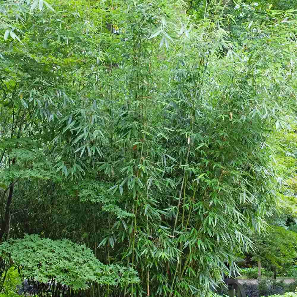 Bambus de gradina (Fargesia Rufa) Robusta Wolong, neinvaziv, rezistent la frig, gard viu dens, simbol de protectie si integritate