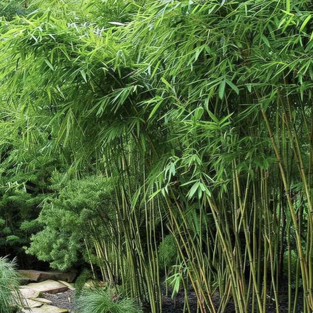 Bambus de gradina (Fargesia Rufa) Robusta Wolong, neinvaziv, rezistent la frig, gard viu dens, simbol de protectie si integritate