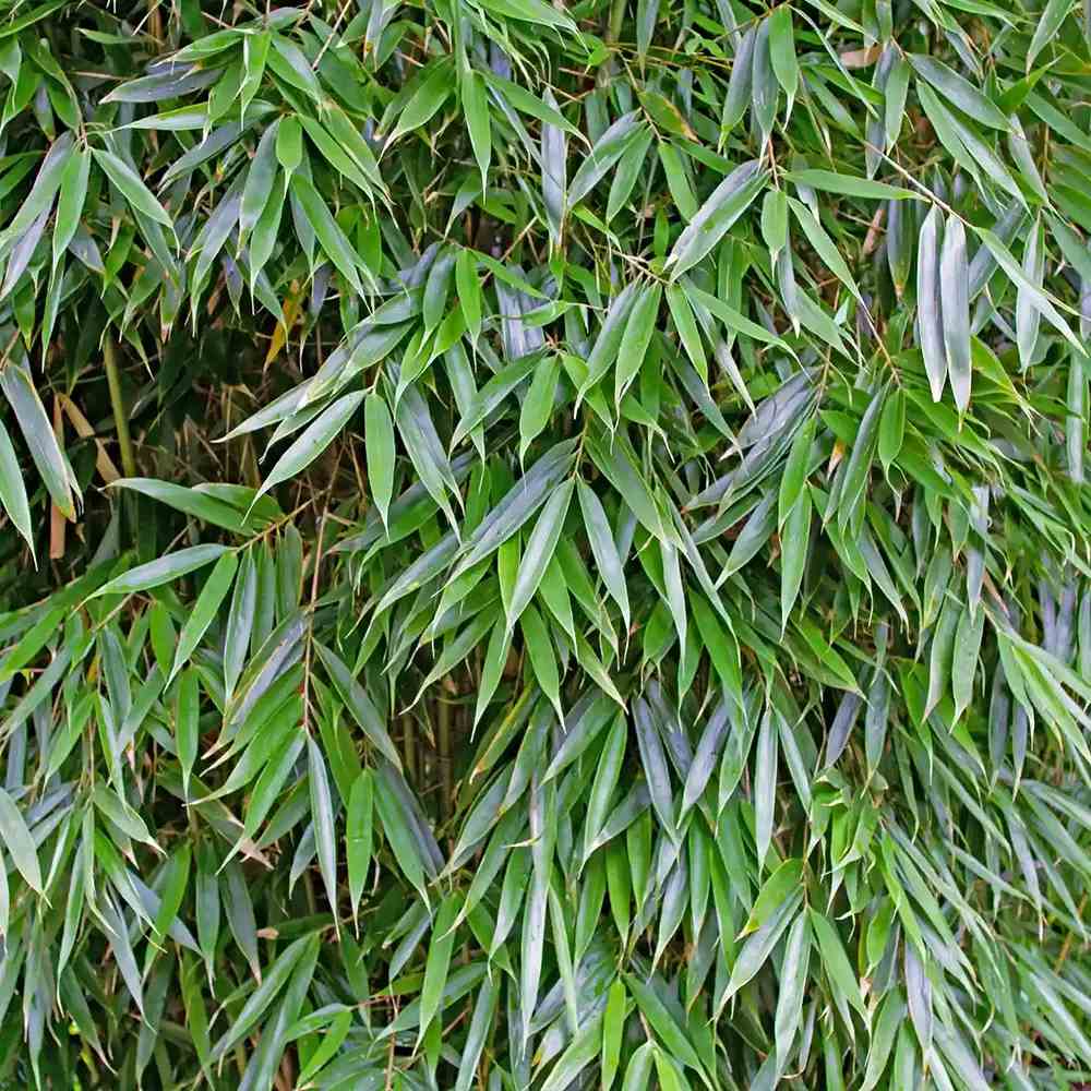 Bambus de gradina (Fargesia Rufa) Robusta Wolong, neinvaziv, rezistent la frig, gard viu dens, simbol de protectie si integritate