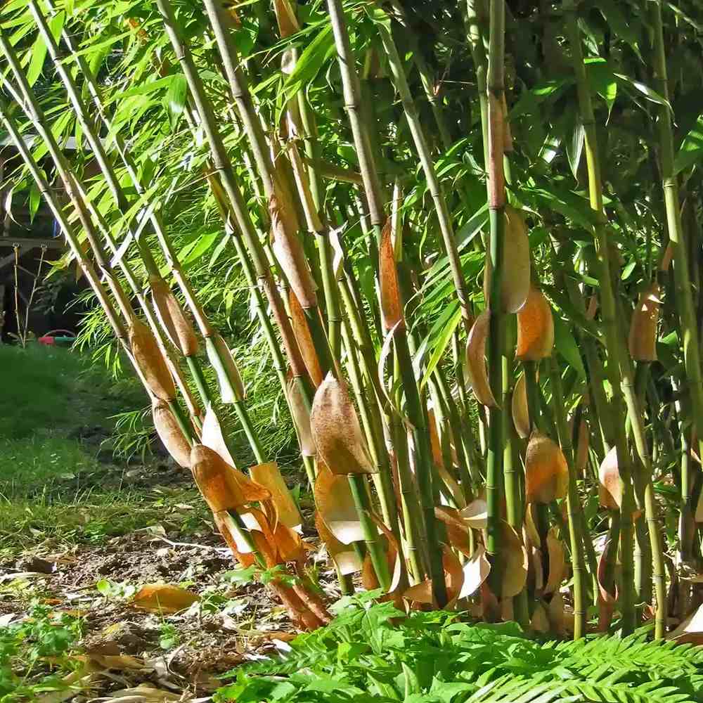 Bambus de gradina (Fargesia Rufa) Robusta Wolong, neinvaziv, rezistent la frig, gard viu dens, simbol de protectie si integritate