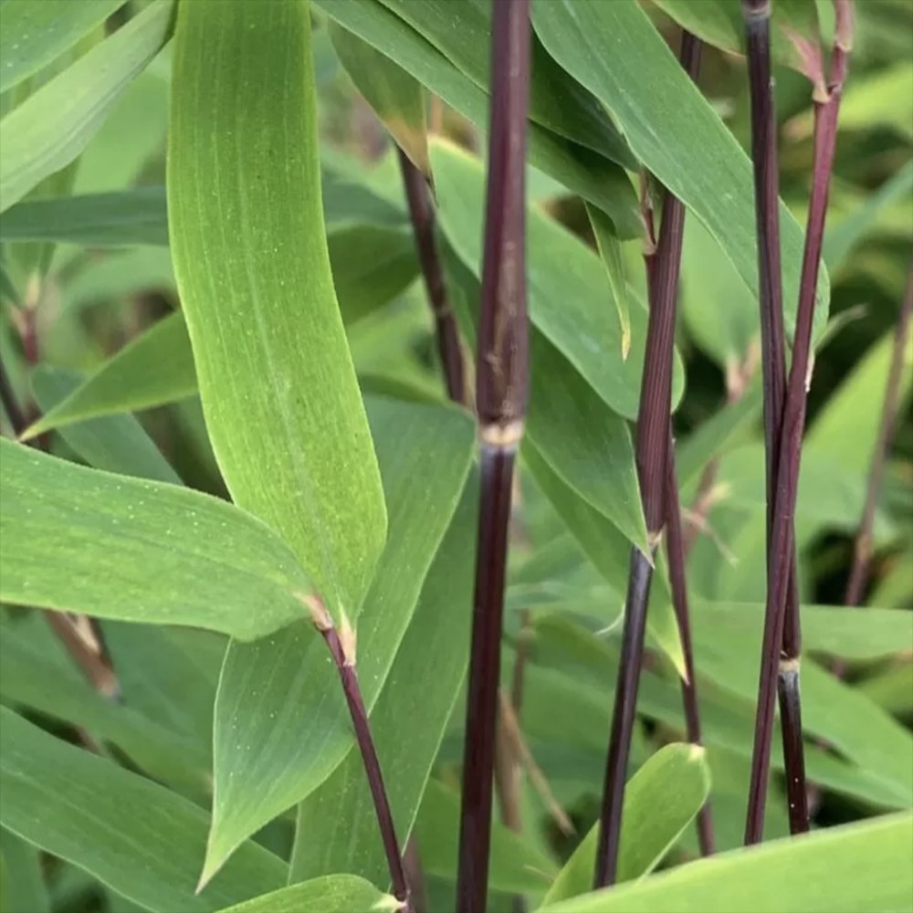 Bambus de gradina (Fargesia Rufa) Robusta Wolong, neinvaziv, rezistent la frig, gard viu dens, simbol de protectie si integritate