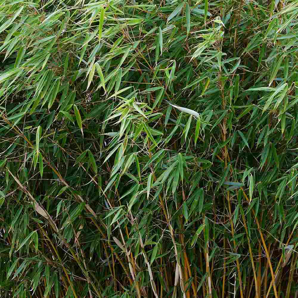 Bambus de gradina (Fargesia Rufa) Robusta Wolong, neinvaziv, rezistent la frig, gard viu dens, simbol de protectie si integritate