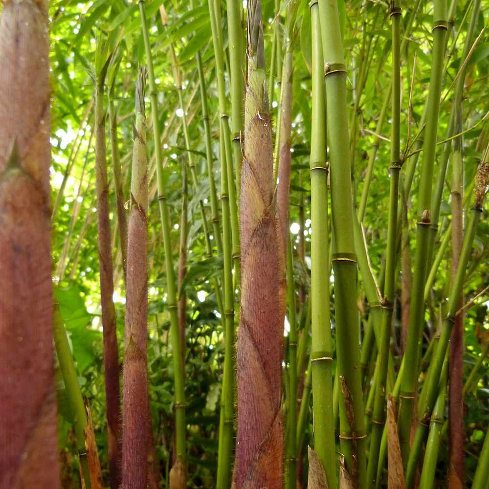 Bambus de gradina (Fargesia Rufa) Robusta Wolong, neinvaziv, rezistent la frig, gard viu dens, simbol de protectie si integritate