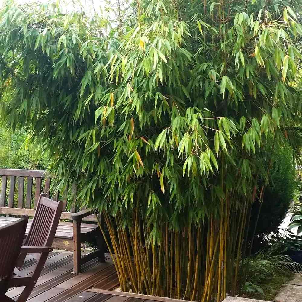 Bambus de gradina (Fargesia Rufa) Robusta Wolong, neinvaziv, rezistent la frig, gard viu dens, simbol de protectie si integritate