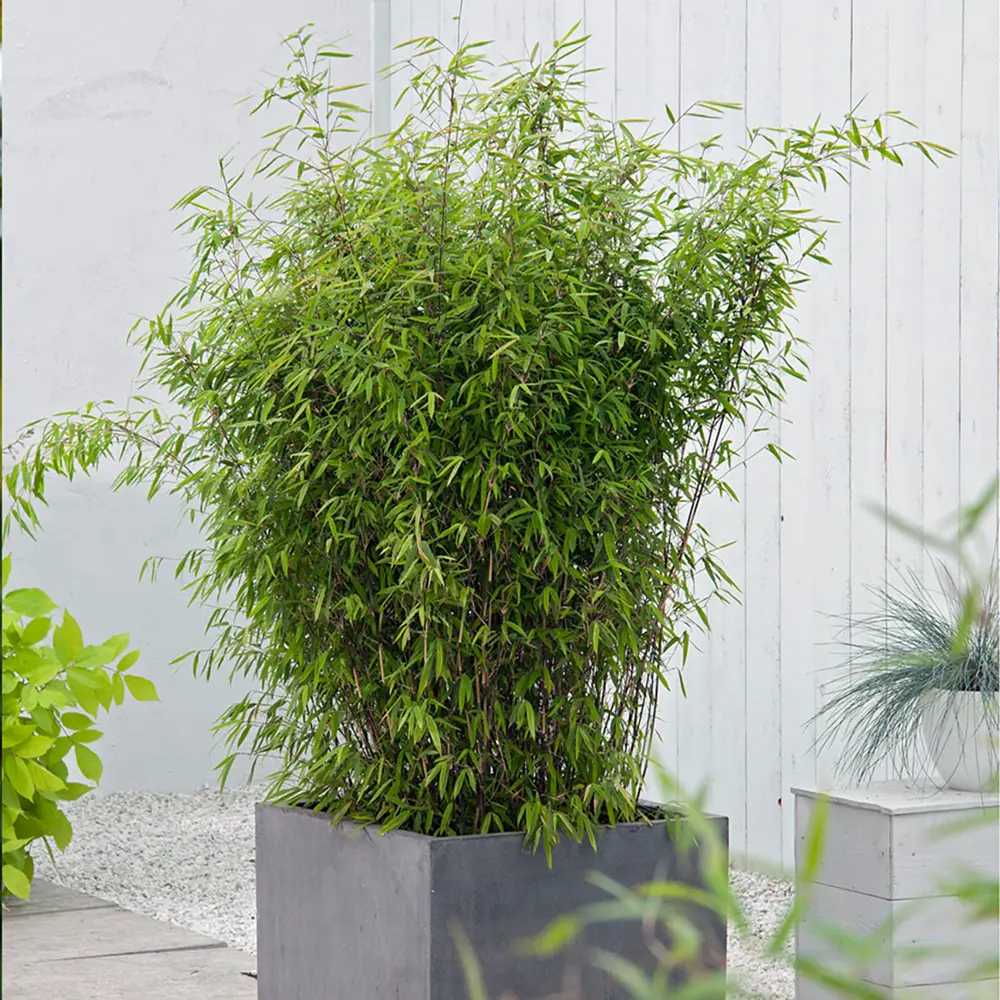 Bambus de gradina (Fargesia Rufa) Nitida Volcano, neinvaziv, tulpinii rosii, rezistent la frig, gard viu vesnic verde, simbol de protectie si integritate