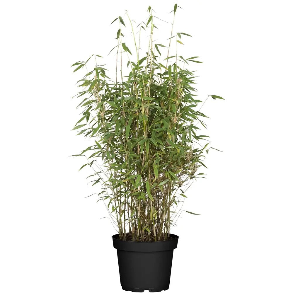 Bambus de gradina (Fargesia Rufa) Nitida Volcano, neinvaziv, tulpinii rosii, rezistent la frig, gard viu vesnic verde, simbol de protectie si integritate