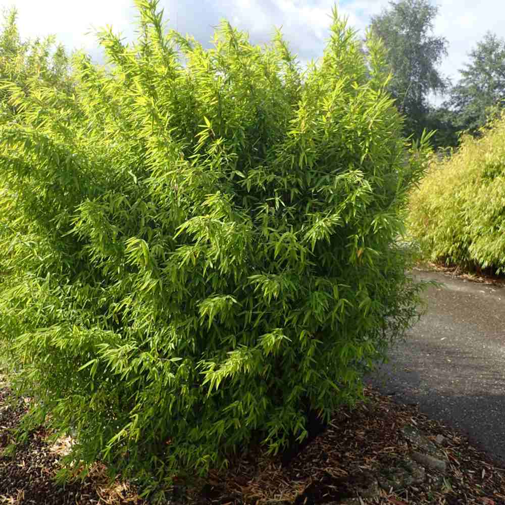 Bambus de gradina (Fargesia Rufa) Nitida Volcano, neinvaziv, tulpinii rosii, rezistent la frig, gard viu vesnic verde, simbol de protectie si integritate