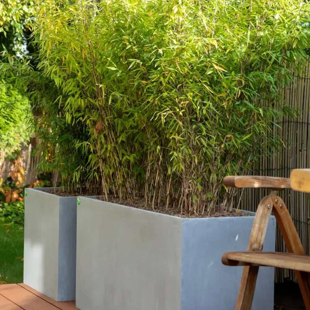 Bambus de gradina (Fargesia Rufa) Nitida Volcano, neinvaziv, tulpinii rosii, rezistent la frig, gard viu vesnic verde, simbol de protectie si integritate