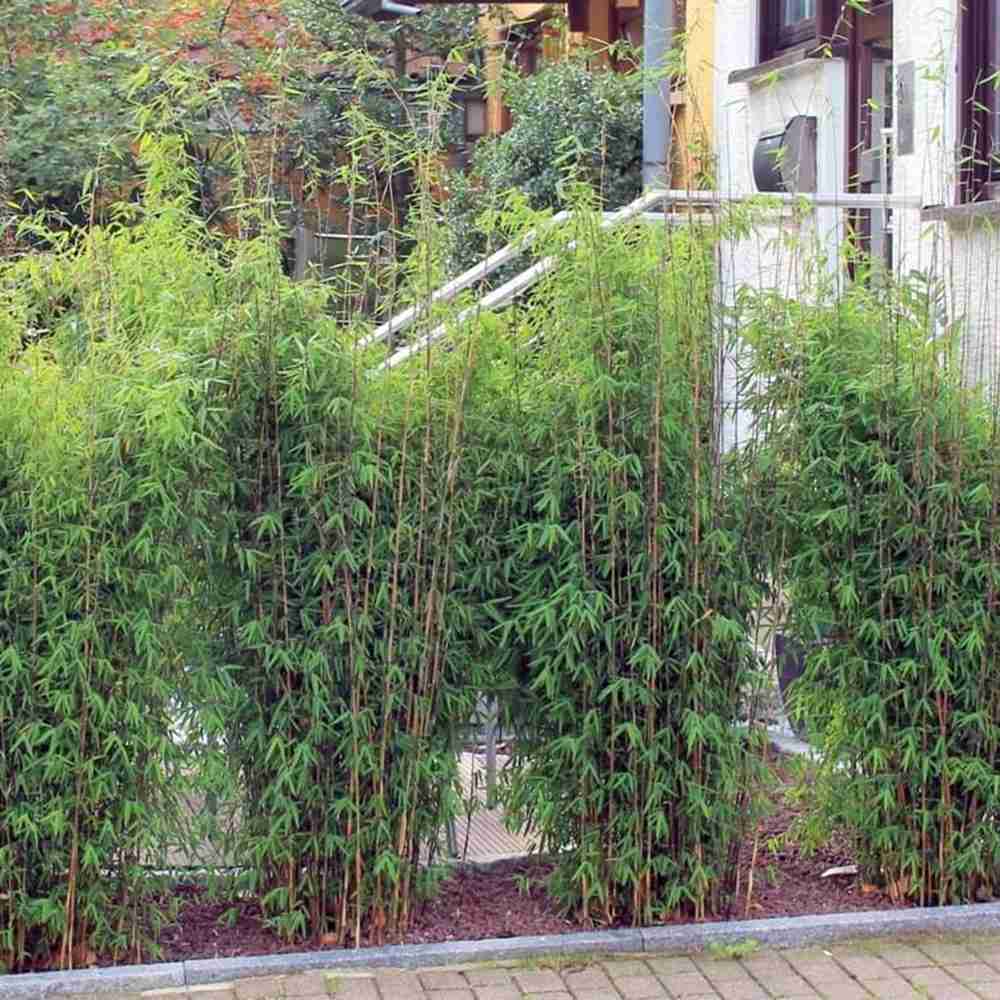 Bambus de gradina (Fargesia Rufa) Nitida Volcano, neinvaziv, tulpinii rosii, rezistent la frig, gard viu vesnic verde, simbol de protectie si integritate
