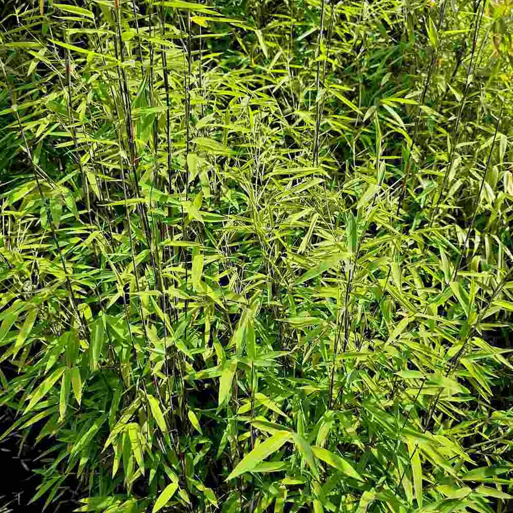 Bambus de gradina (Fargesia Rufa) Nitida Volcano, neinvaziv, tulpinii rosii, rezistent la frig, gard viu vesnic verde, simbol de protectie si integritate