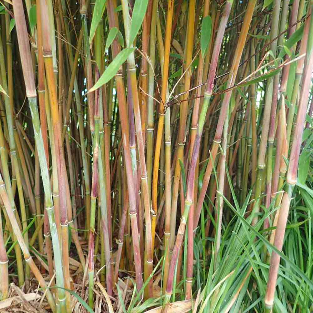 Bambus de gradina (Fargesia Rufa) Winter Joy, neinvaziv, rezistent la frig, gard viu vesnic verde, simbol de protectie si integritate