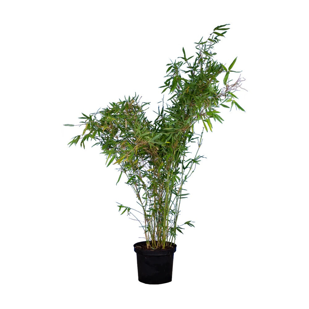 Bambus de gradina (Fargesia Rufa) Winter Joy, neinvaziv, rezistent la frig, gard viu vesnic verde, simbol de protectie si integritate