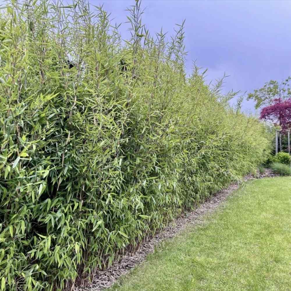 Bambus de gradina (Fargesia Rufa) Winter Joy, neinvaziv, rezistent la frig, gard viu vesnic verde, simbol de protectie si integritate