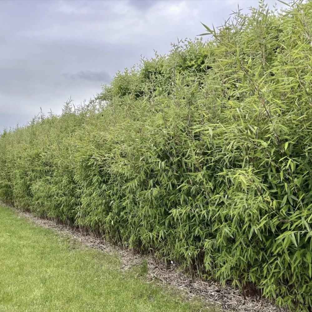 Bambus de gradina (Fargesia Rufa) Winter Joy, neinvaziv, rezistent la frig, gard viu vesnic verde, simbol de protectie si integritate