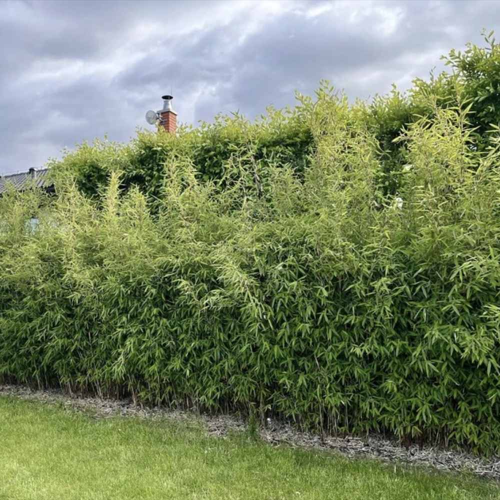 Bambus de gradina (Fargesia Rufa) Winter Joy, neinvaziv, rezistent la frig, gard viu vesnic verde, simbol de protectie si integritate