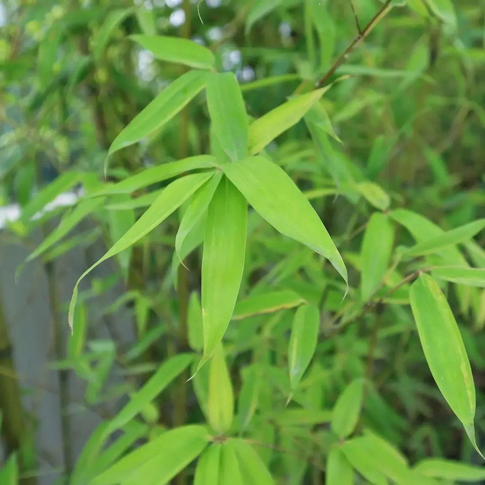 Bambus de gradina (Fargesia Rufa) Winter Joy, neinvaziv, rezistent la frig, gard viu vesnic verde, simbol de protectie si integritate
