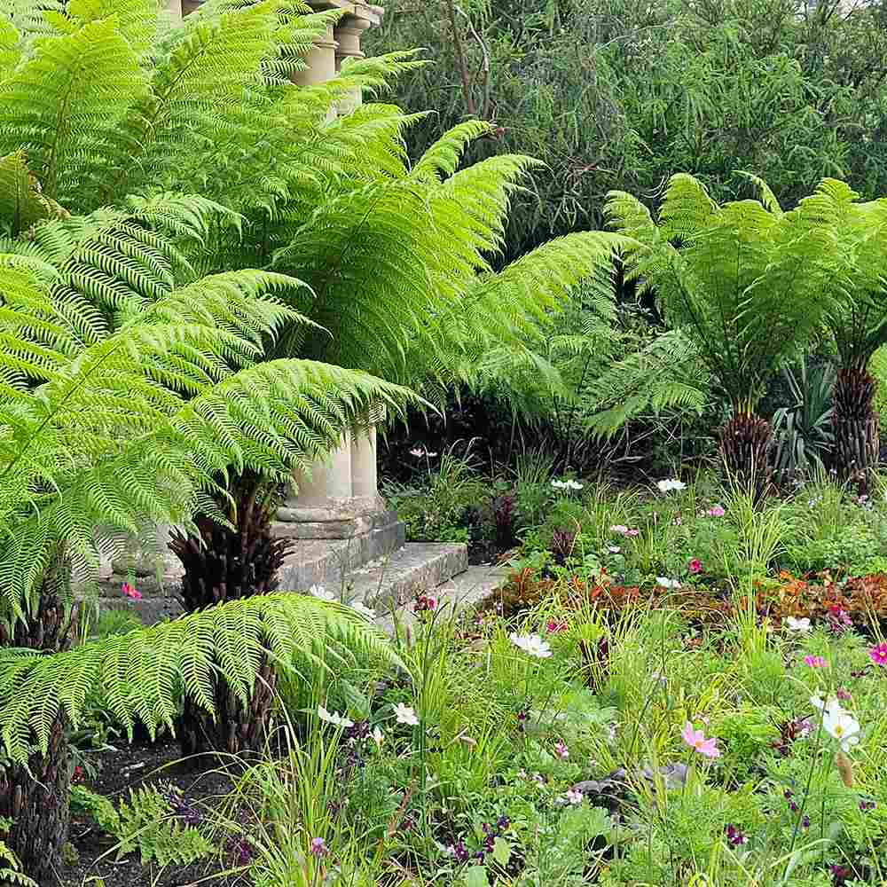Feriga Copac (Dicksonia Antartica)