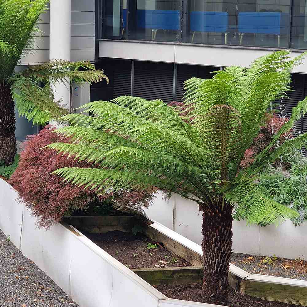 Feriga Copac (Dicksonia Antartica)