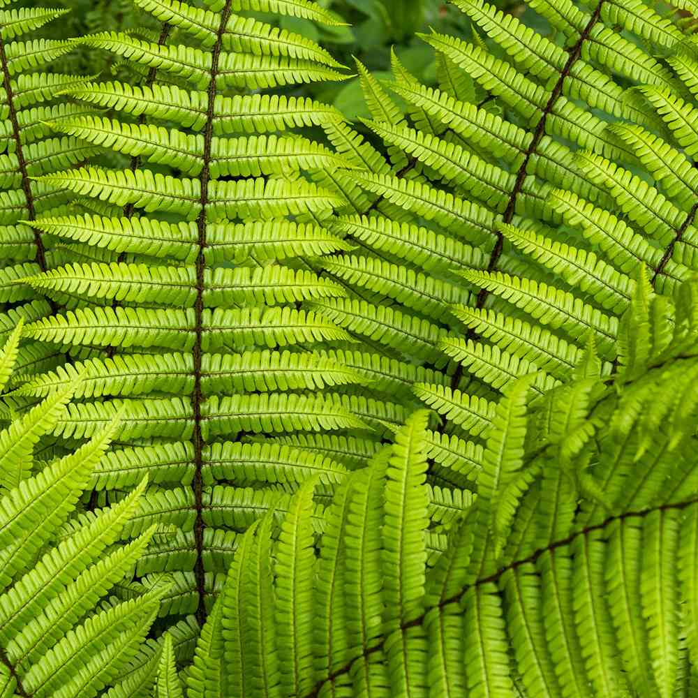 Feriga Alpina de Padure (Dryopteris Wallichiana)