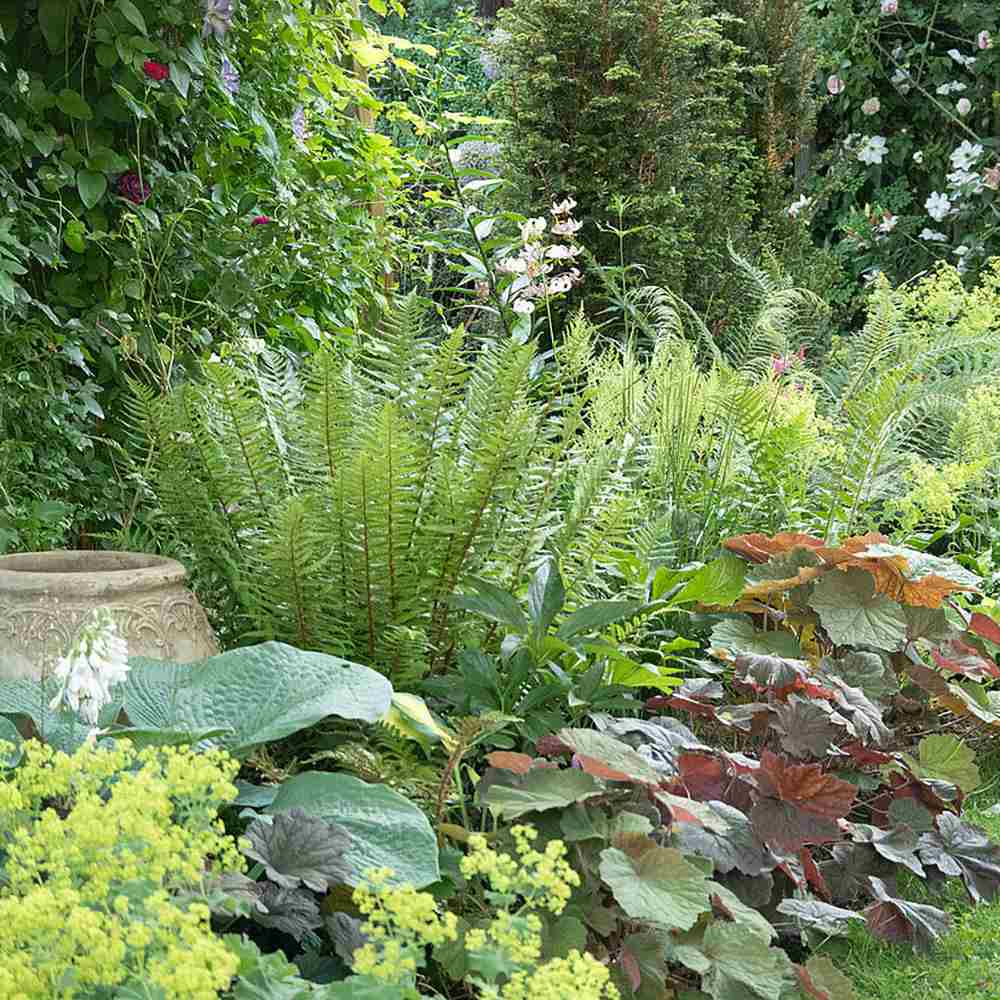 Feriga Alpina de Padure (Dryopteris Wallichiana)