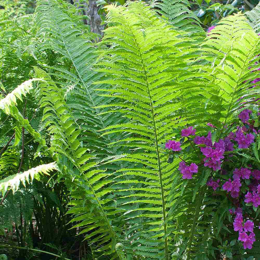 Feriga Alpina de Padure (Dryopteris Wallichiana)
