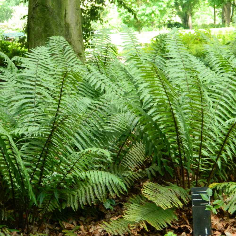 Feriga Alpina de Padure (Dryopteris Wallichiana)