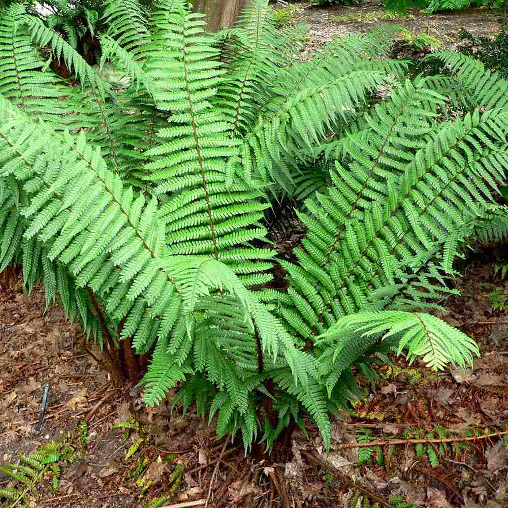 Feriga Alpina de Padure (Dryopteris Wallichiana)