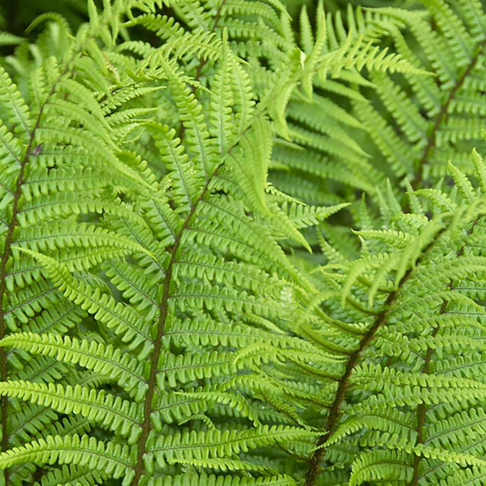 Feriga Alpina de Padure (Dryopteris Wallichiana)