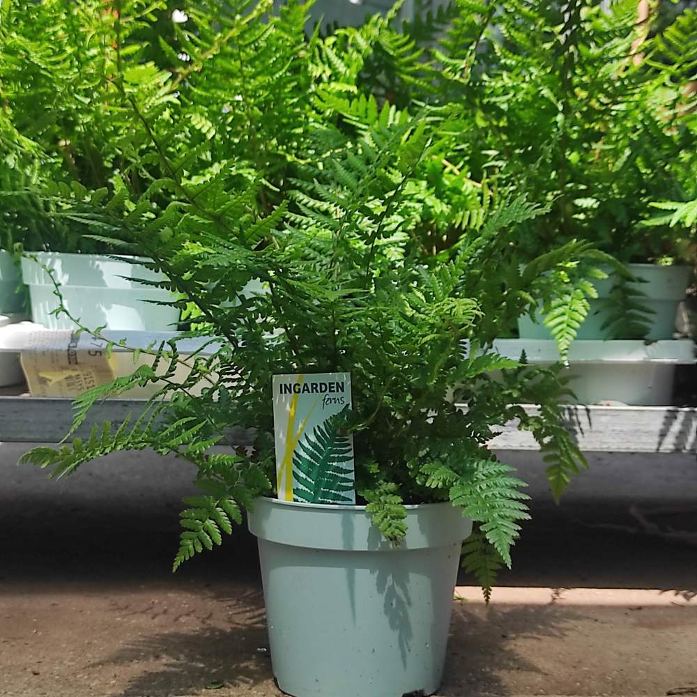 Feriga Falsa Masculina (Dryopteris Affinis)