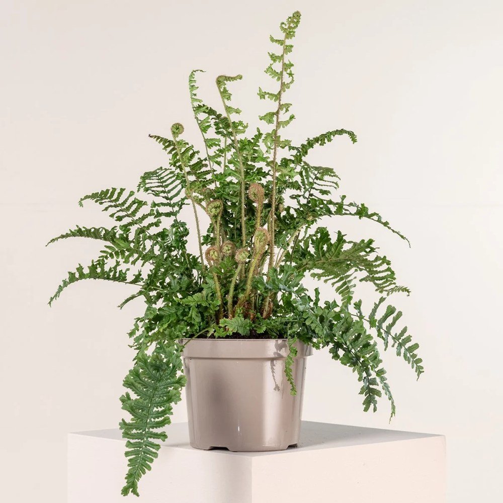 Feriga Regala (Dryopteris Filix-Mas) The King