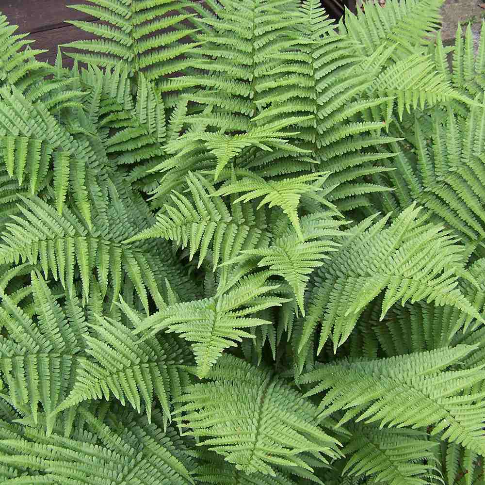 Feriga Regala (Dryopteris Filix-Mas) The King