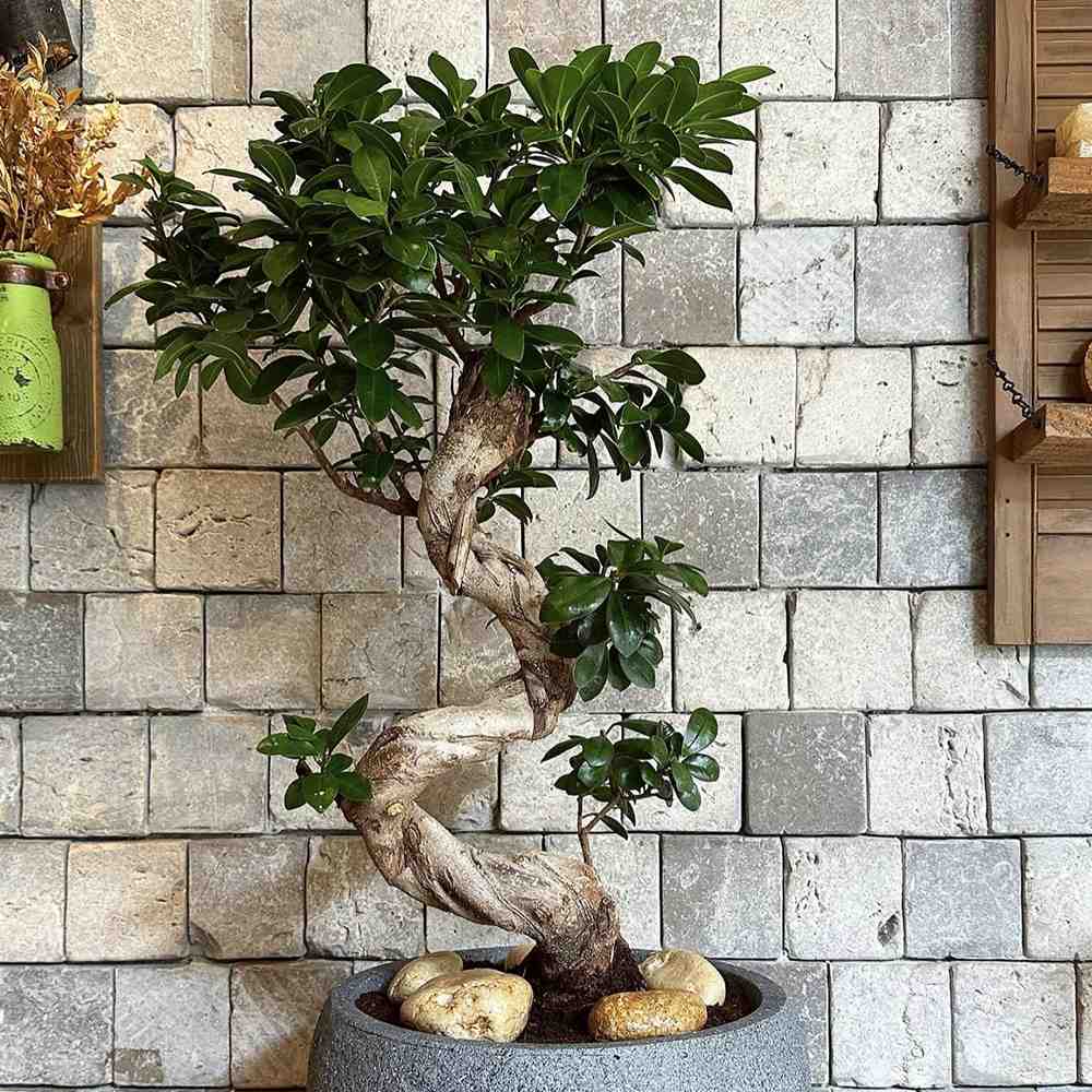 Ficus Bonsai Ginseng Forma Spirala, 70 cm, bonsai decorativ, planta de interior, purificator aer