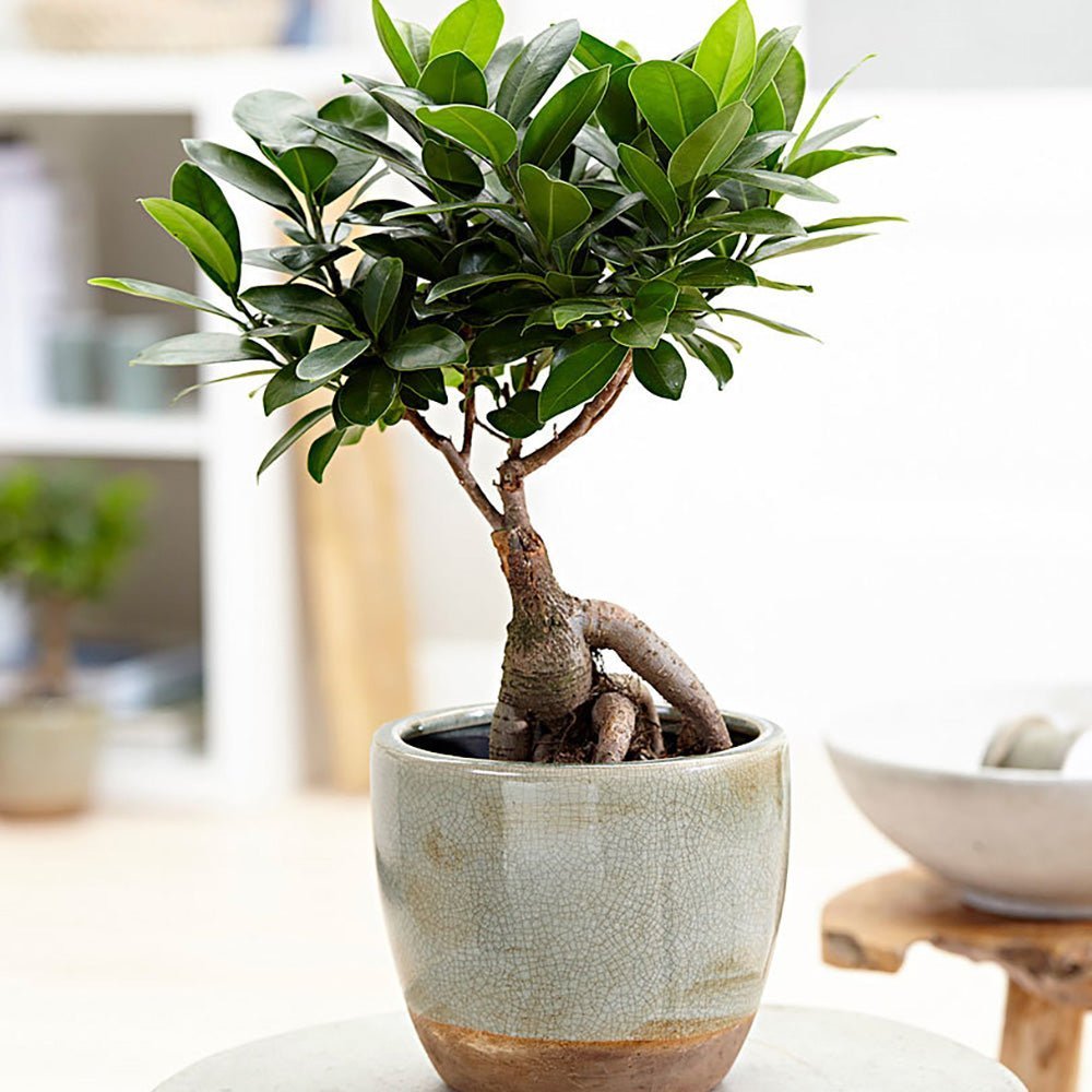 Ficus Bonsai Ginseng - 30 cm