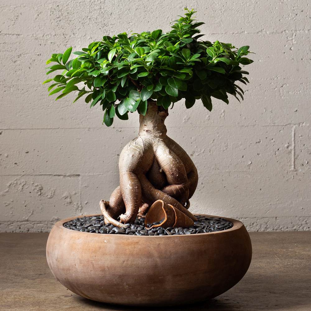 Ficus Bonsai Ginseng - 30 cm