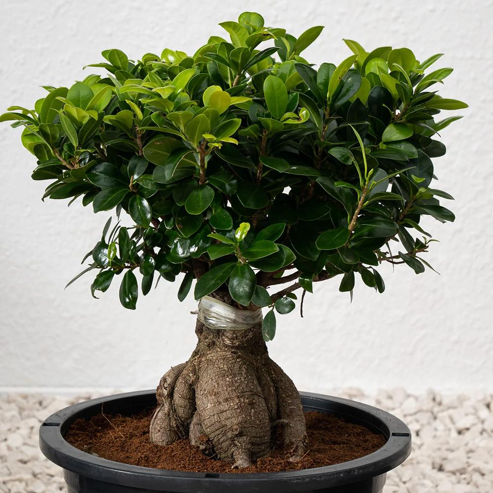 Ficus Bonsai Ginseng - 30 cm